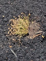 A bark landscaped area with a dried out plant where outsourced landscaper did not install irrigation