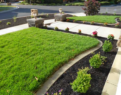 Wide angle of front yard of home showing grass and plants after outsourced gardener finished work