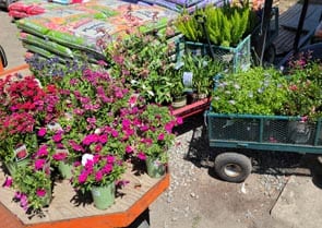 Plants selected from a local nursery sit in carts waiting to be picked up by outsourced gardener
